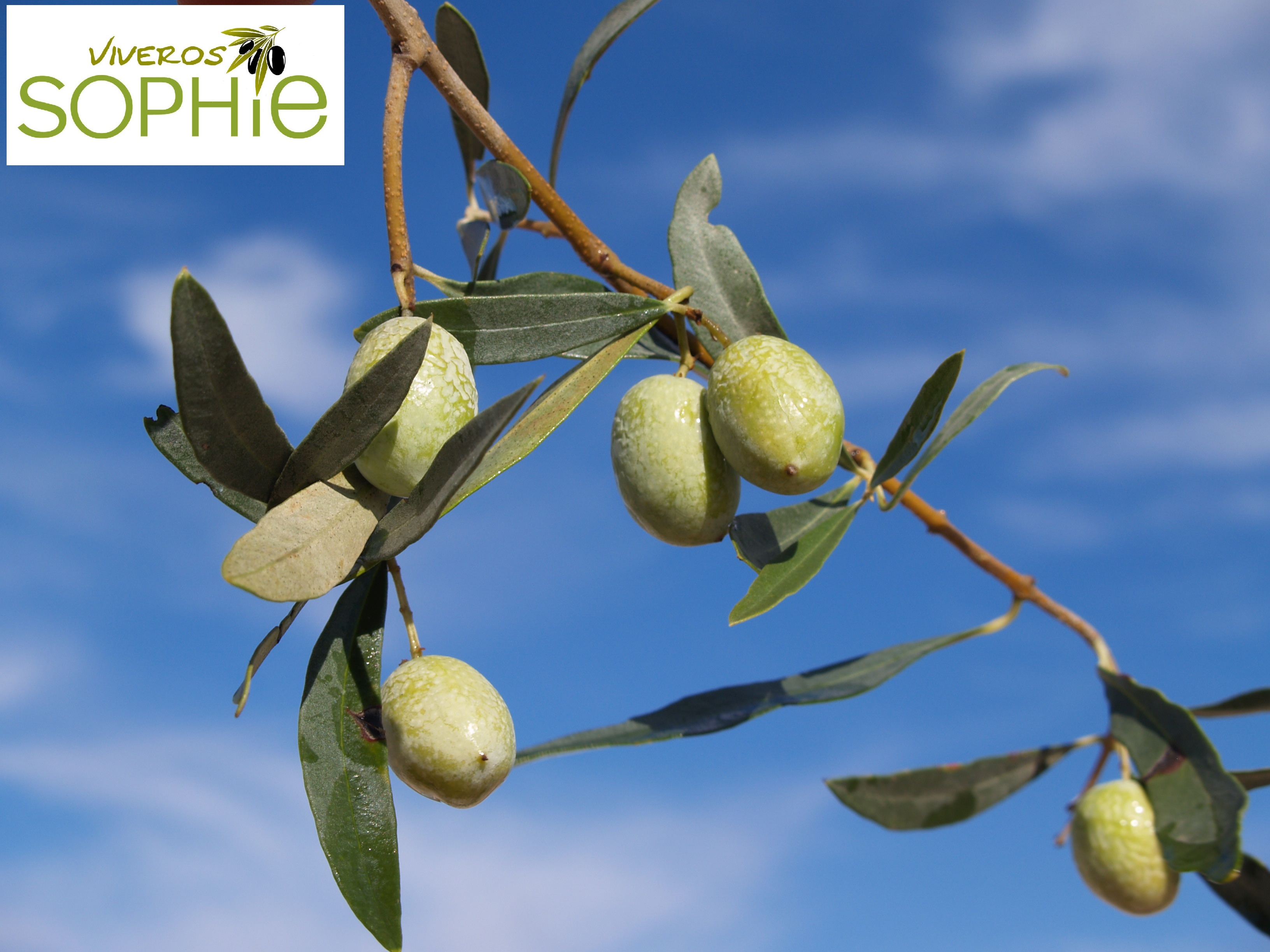 Variedad de olivo IZMIR  SOFRALIK
